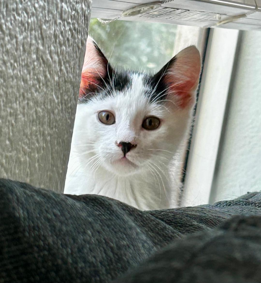 Enlarge Trouble, an adopted Domestic Short Hair in Oceanside, CA image 3/5