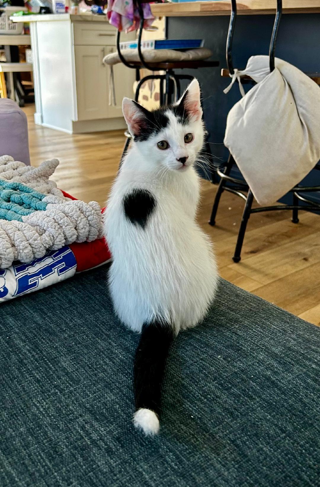 Enlarge Trouble, an adopted Domestic Short Hair in Oceanside, CA image 5/5