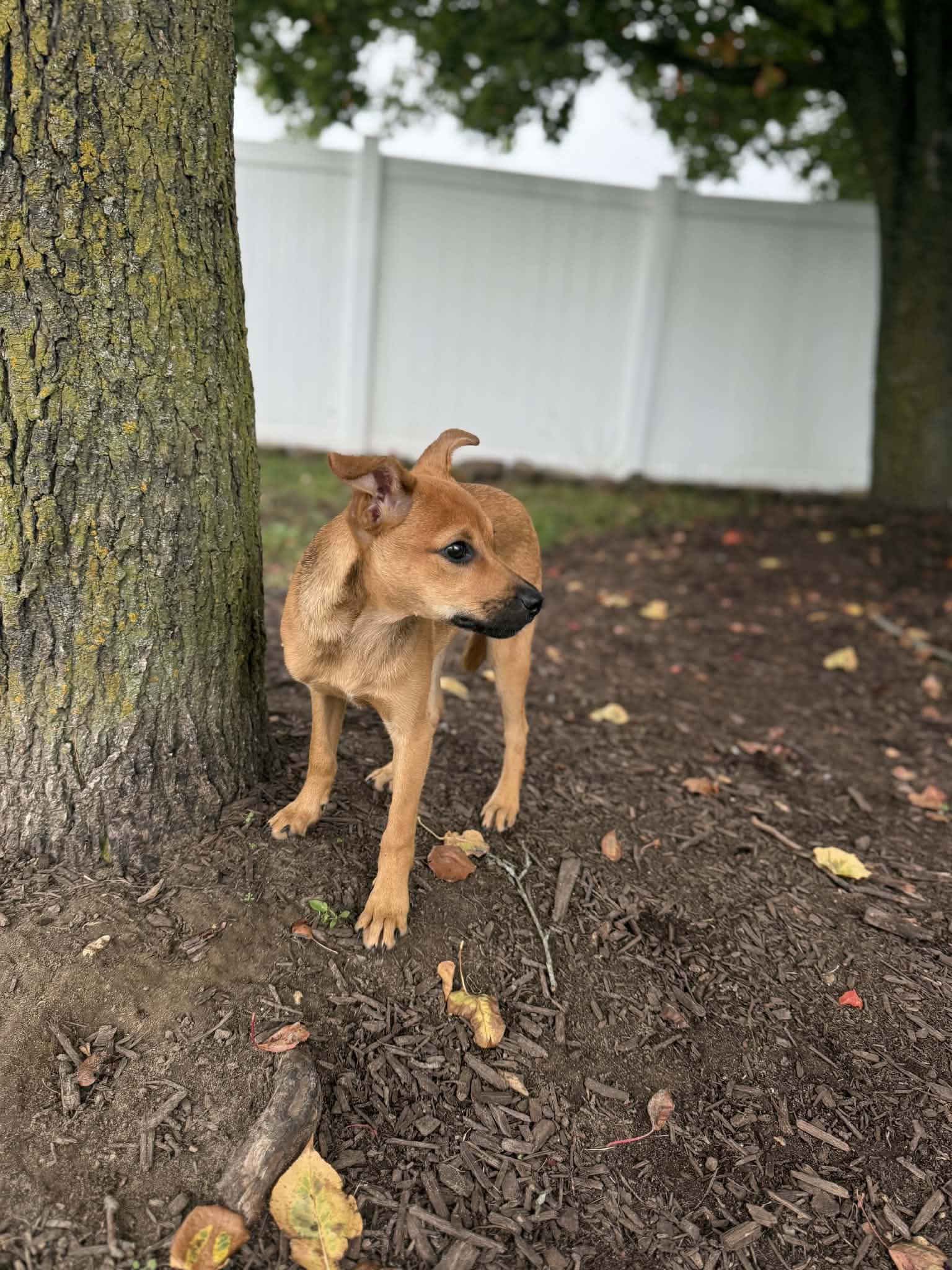 Sprout, Adoptable, Puppy Female Jack Russell Terrier.