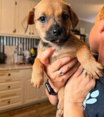 Sprout, ADOPTABLE, Puppy Male Jack Russell Terrier.