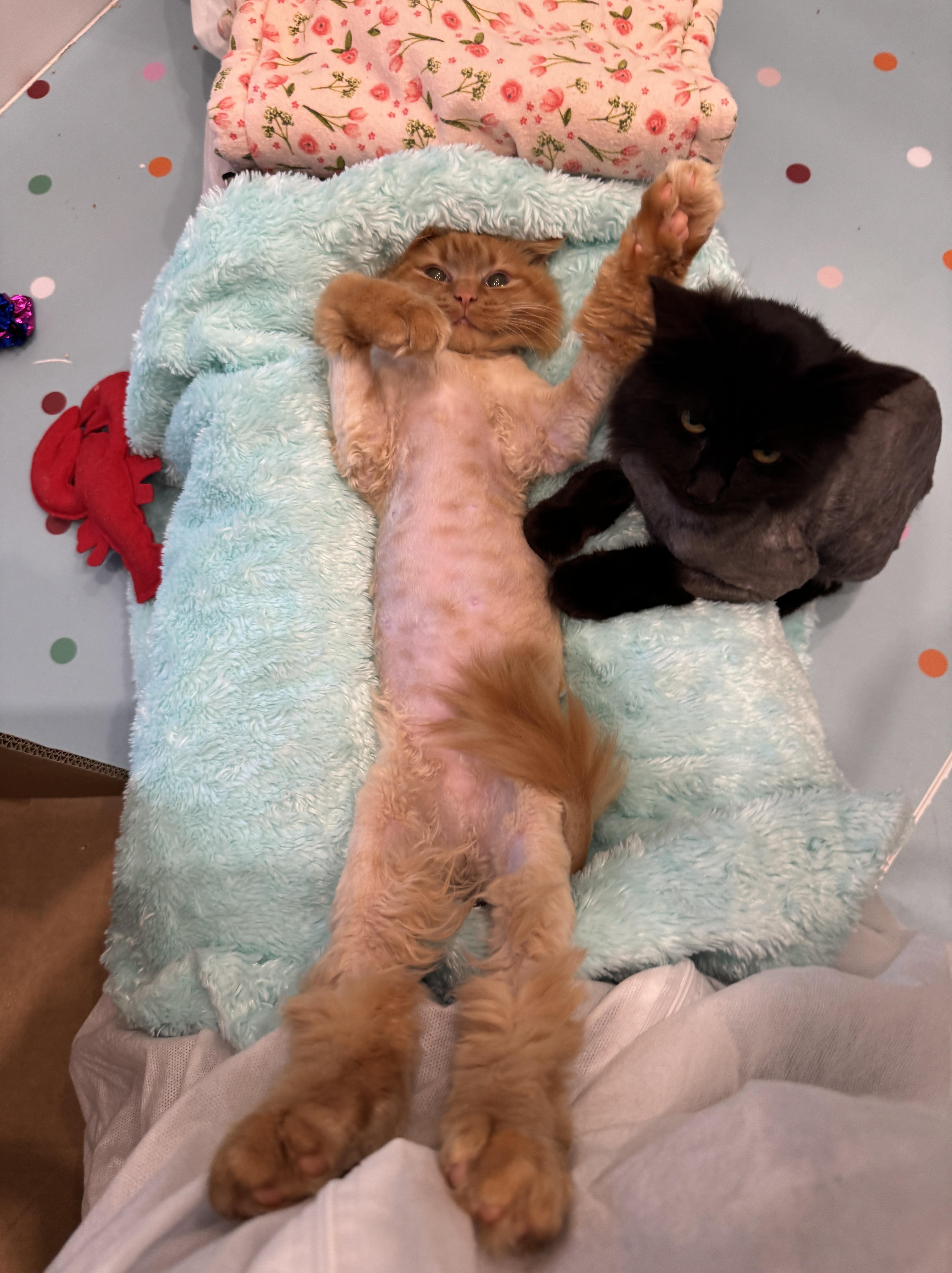 Rachel, an adopted Domestic Long Hair in Langley, BC image 4/5