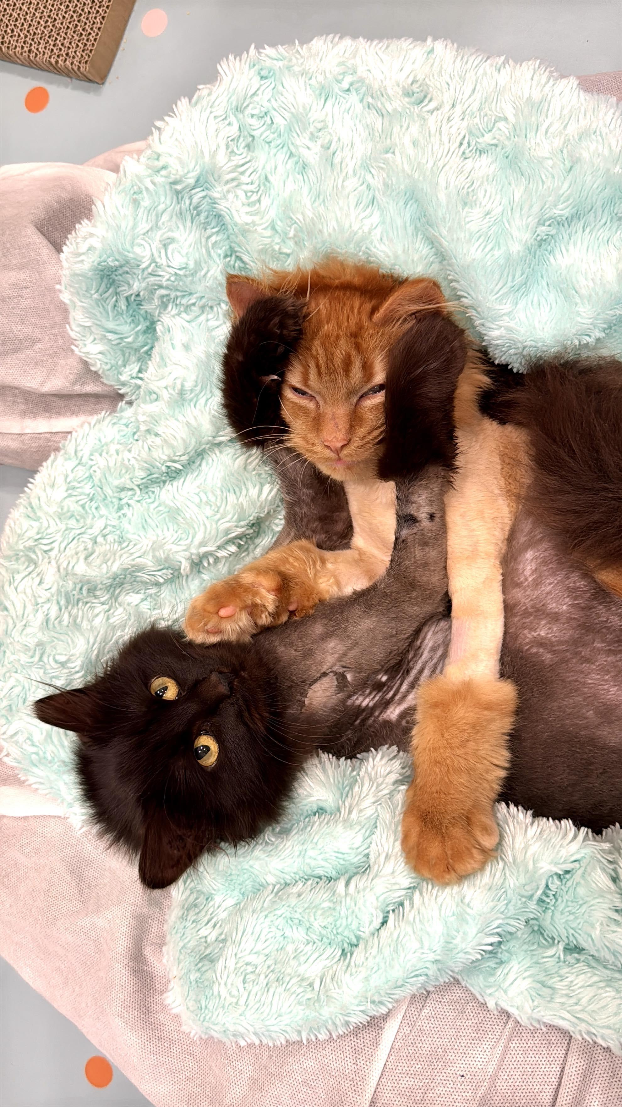 Rachel, an adopted Domestic Long Hair in Langley, BC image 3/5