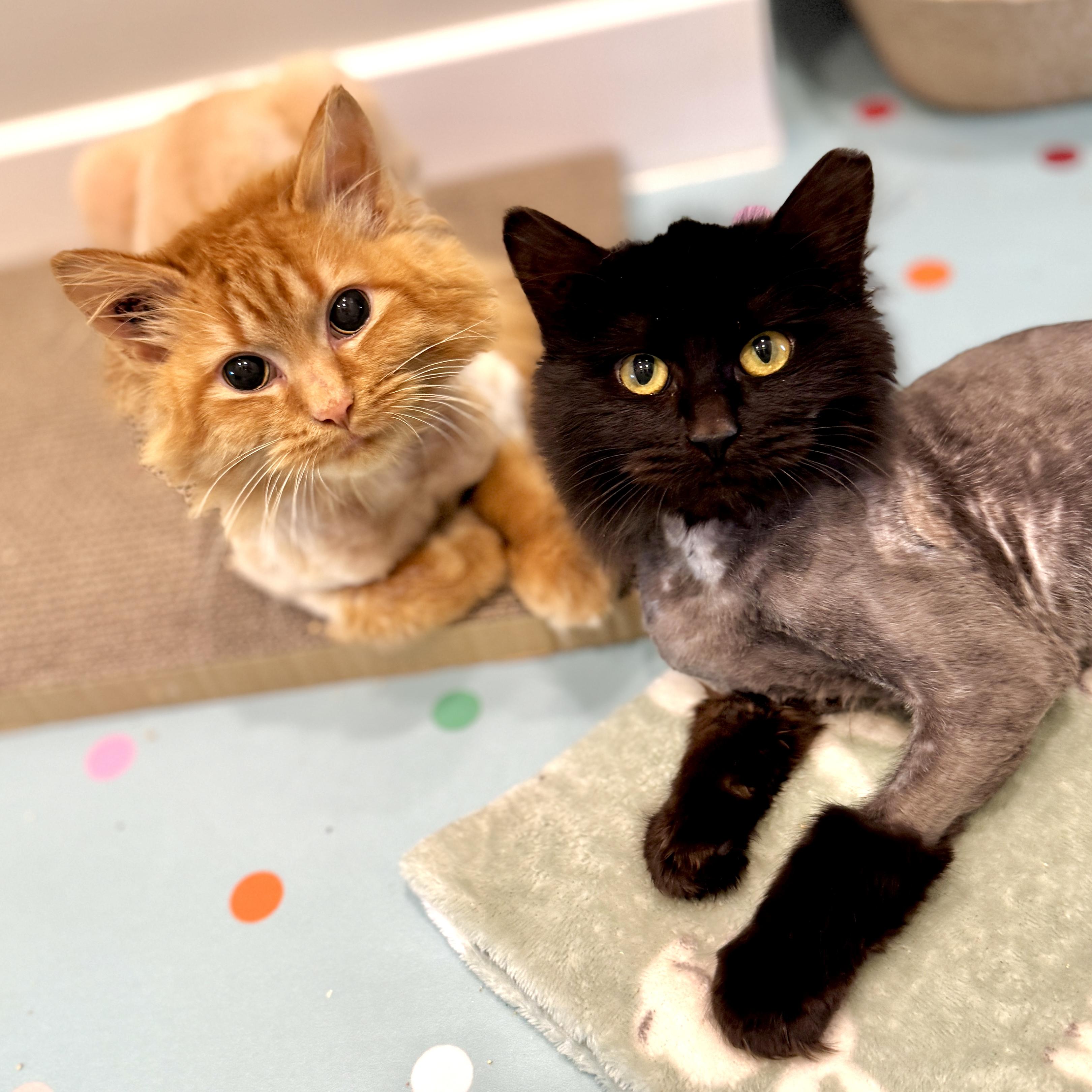 Rachel, an adopted Domestic Long Hair in Langley, BC image 2/5