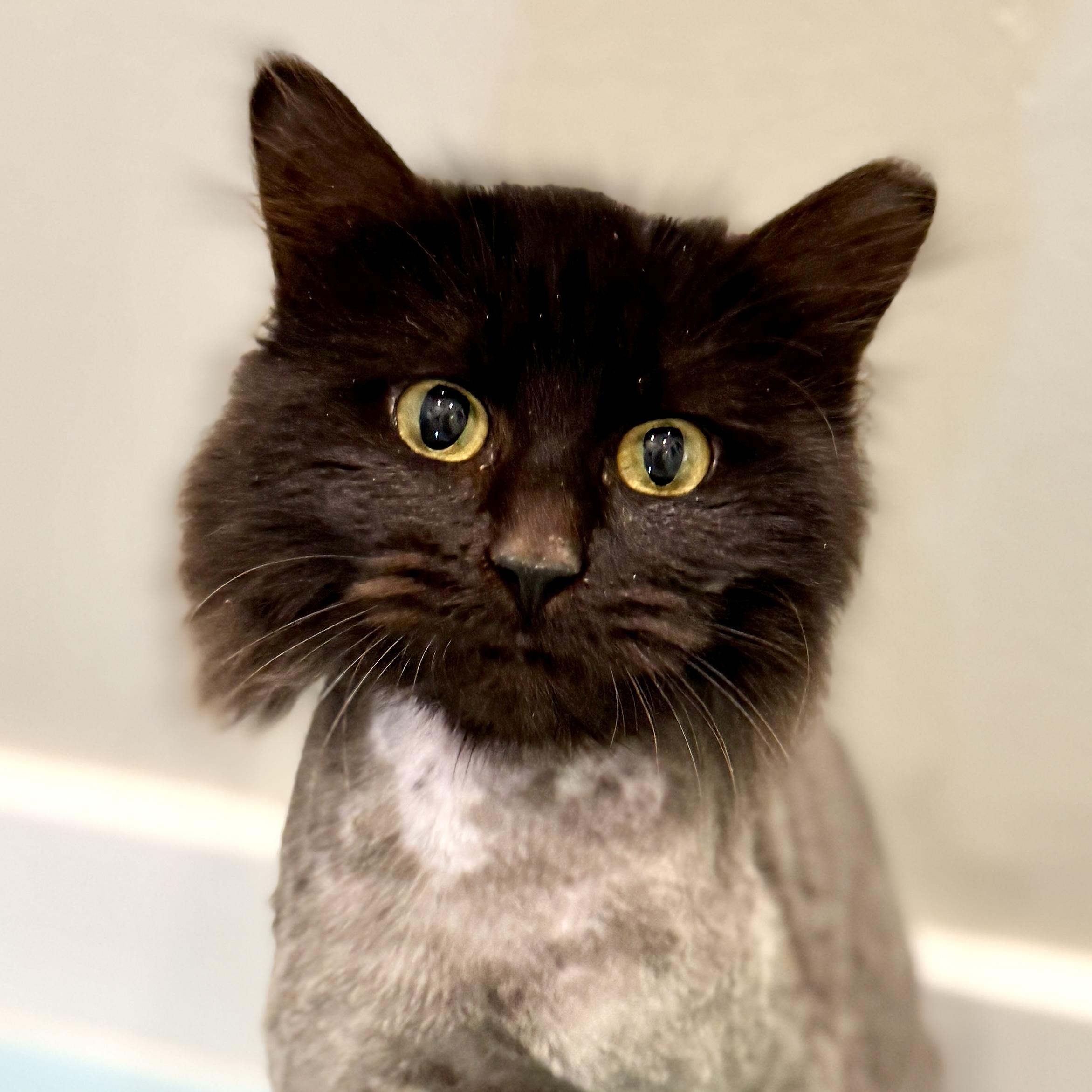 Rachel, an adopted Domestic Long Hair in Langley, BC image 1/5