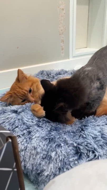 Enlarge Rachel, an adopted Domestic Long Hair in Langley, BC video 5/5