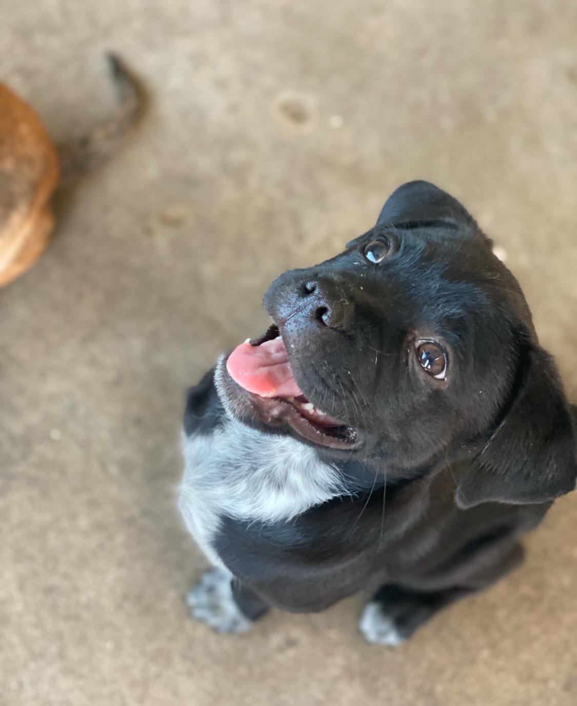 Fred, a Adoptable mixed breed image 2/2