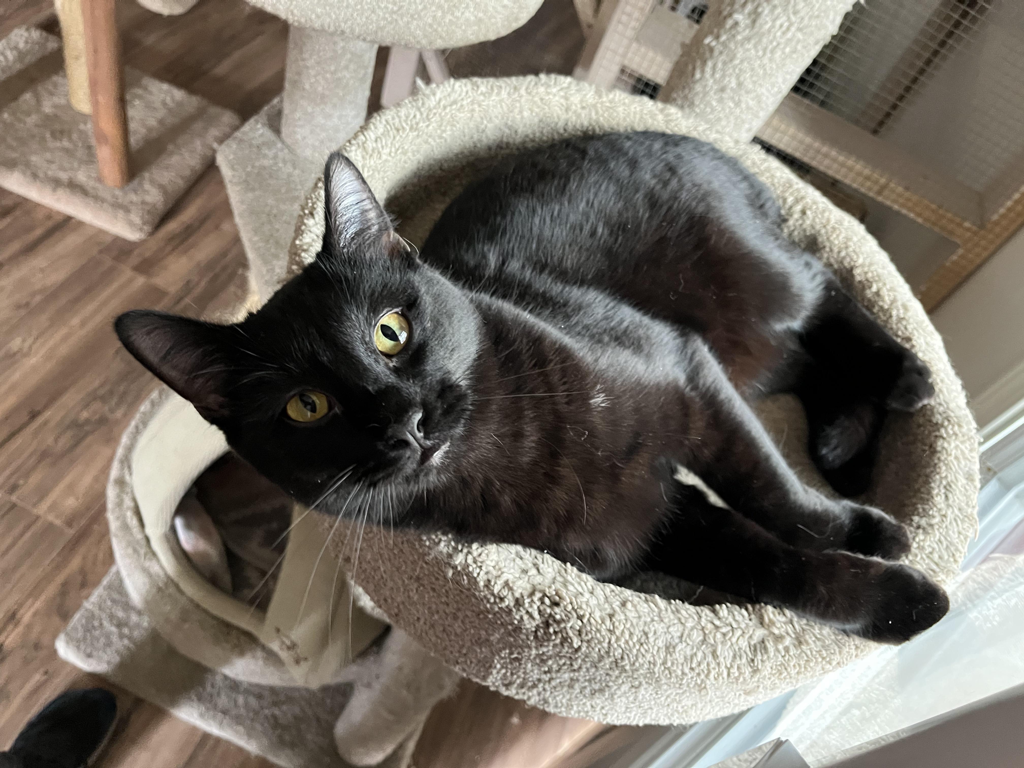 Duncan, a Adoptable Domestic Short Hair in Prescott, AZ image 2/3
