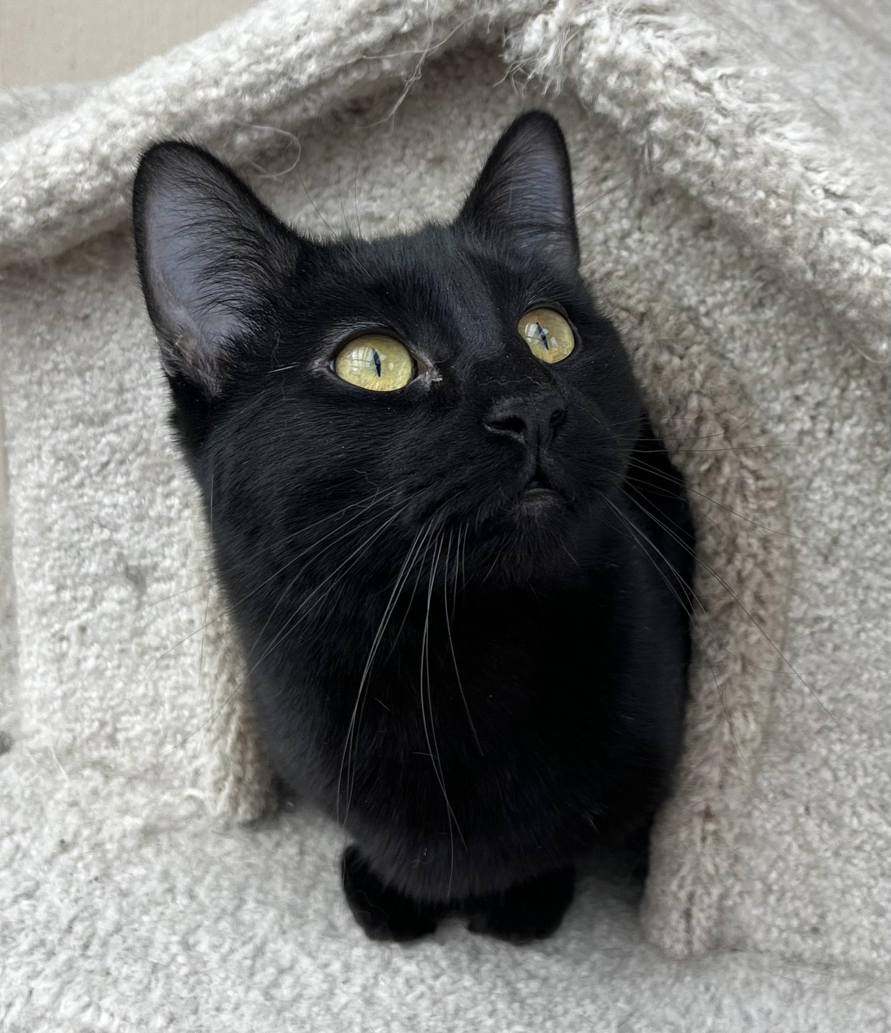 Duncan, a Adoptable Domestic Short Hair in Prescott, AZ image 1/3
