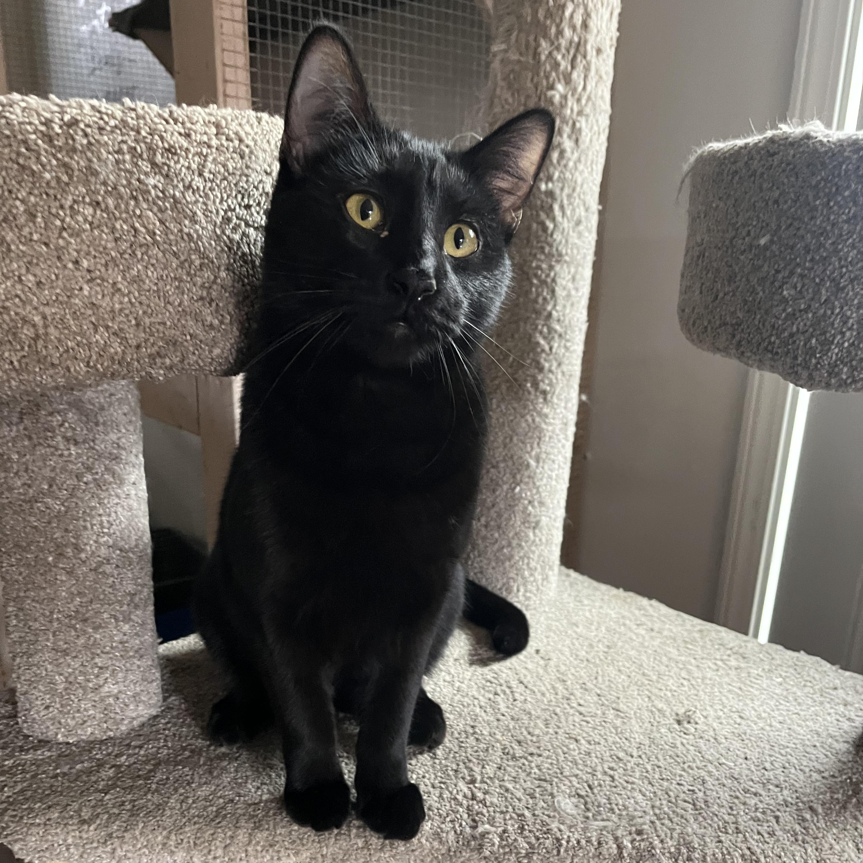 Duncan, a Adoptable Domestic Short Hair in Prescott, AZ image 3/3