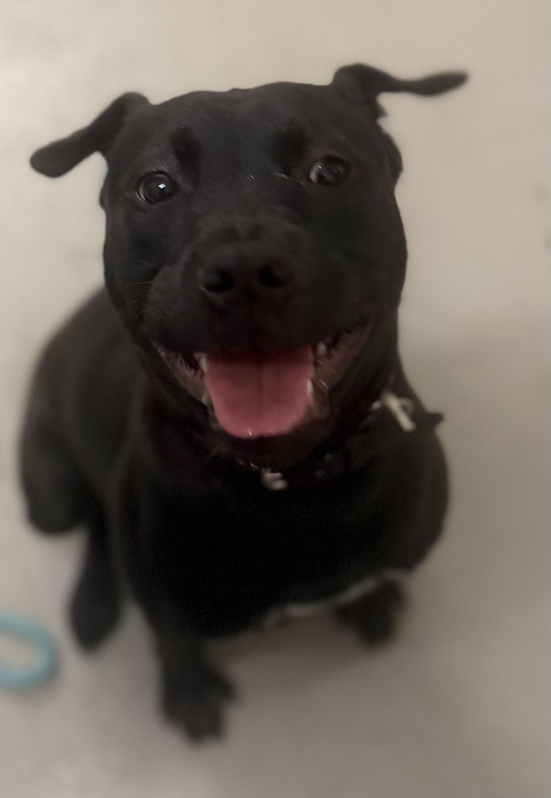 Enlarge Colt AVAILABLE, a ADOPTABLE mixed breed in Canton, OH image 6/6