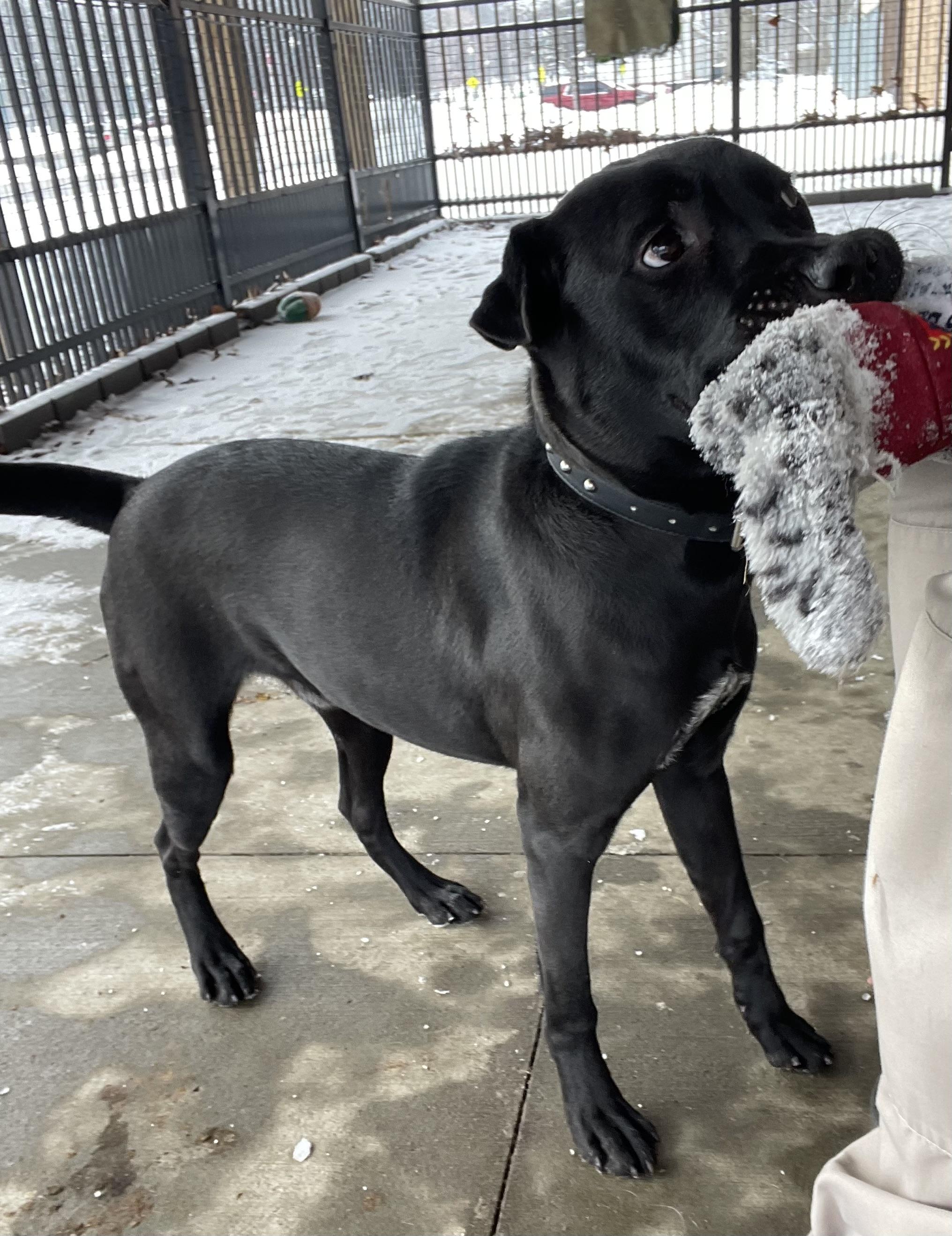 Enlarge Colt AVAILABLE, a ADOPTABLE mixed breed in Canton, OH image 2/6