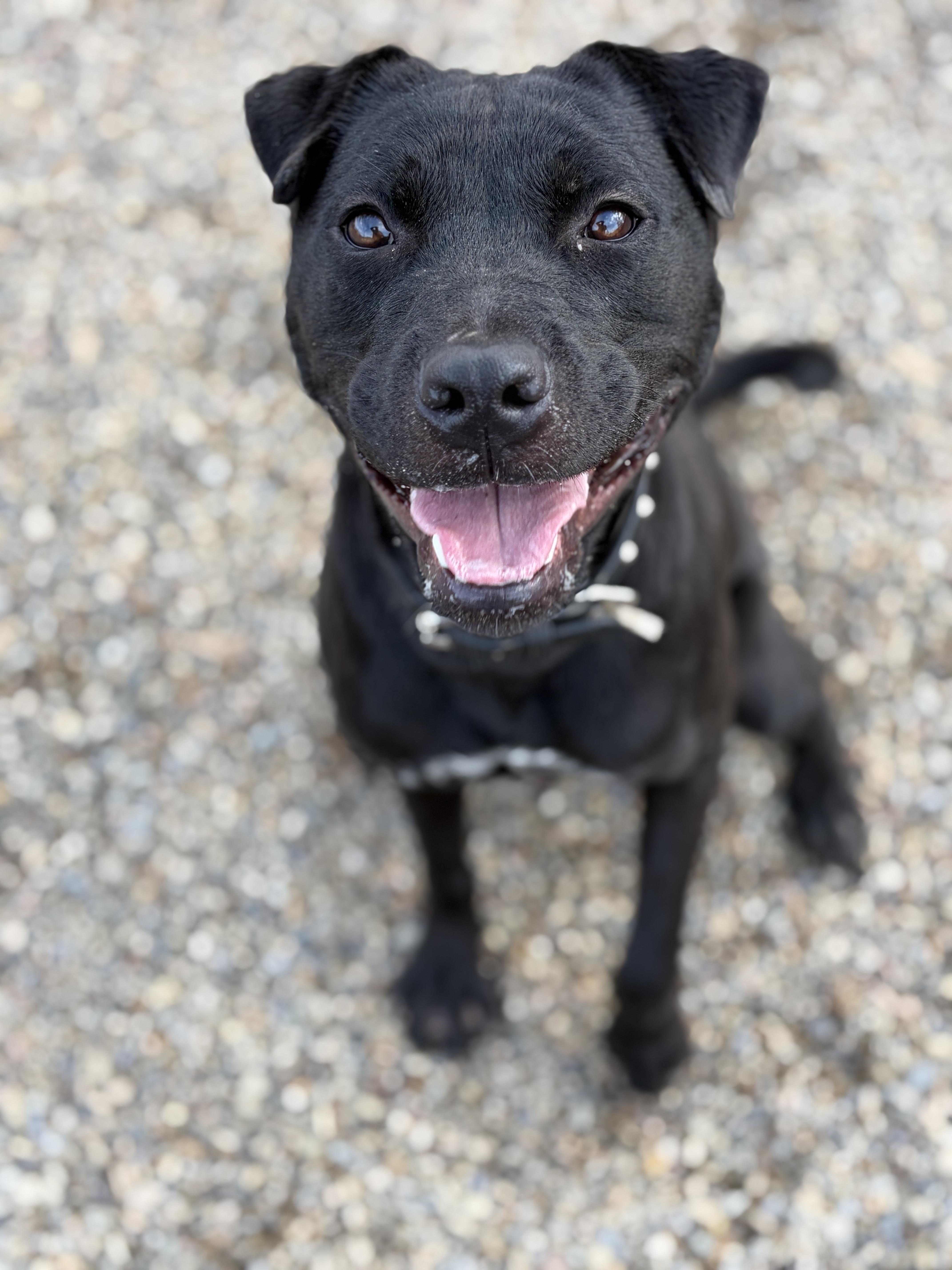 Enlarge Colt AVAILABLE , a ADOPTABLE mixed breed in Canton, OH image 1/6