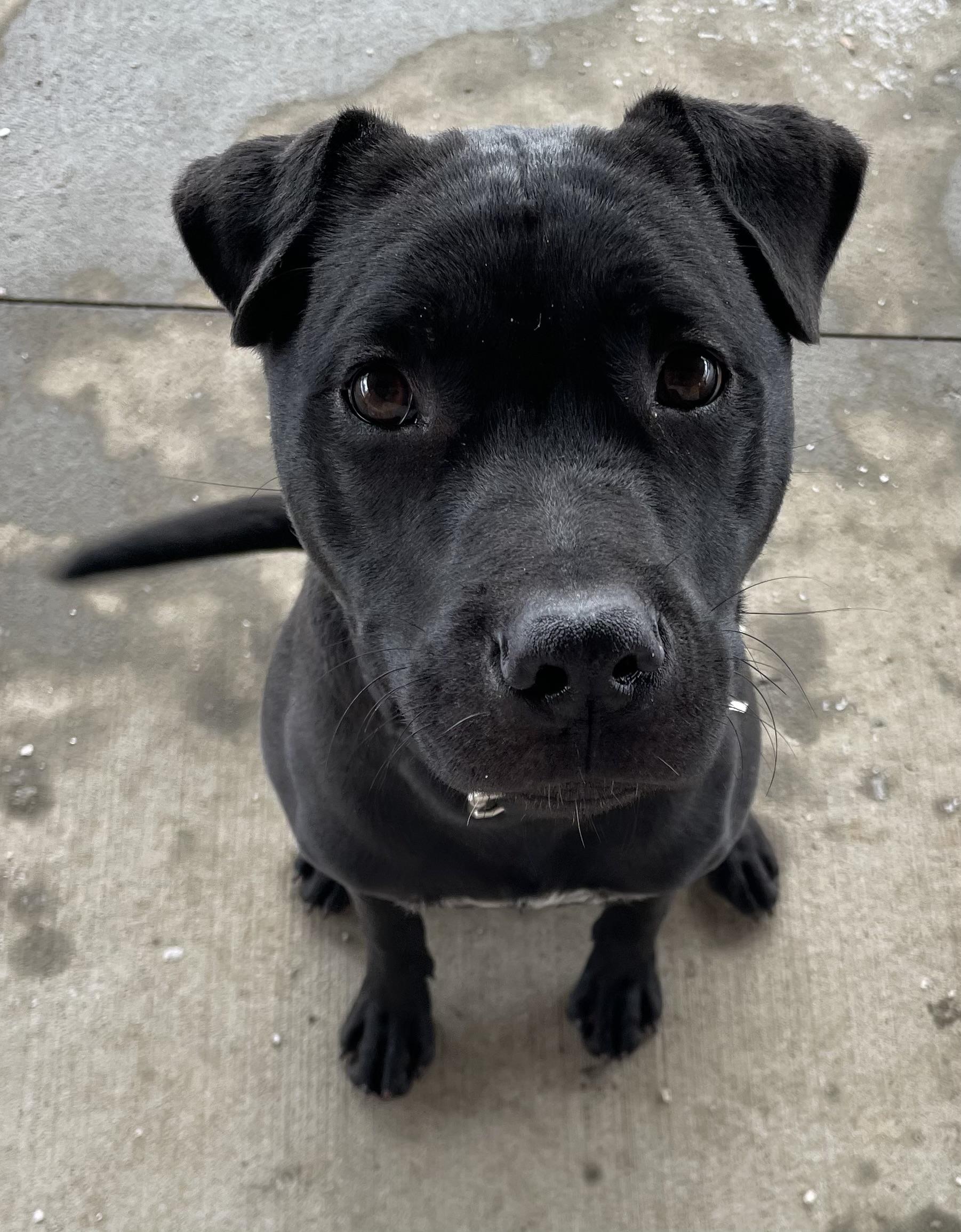 Enlarge Colt AVAILABLE, a ADOPTABLE mixed breed in Canton, OH image 3/6