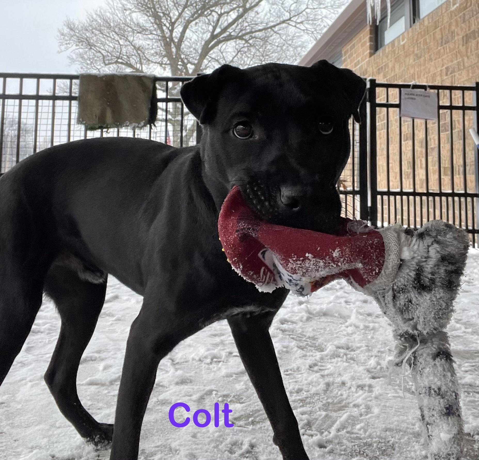 Colt AVAILABLE, ADOPTABLE, Young Male Terrier & Shar-Pei.