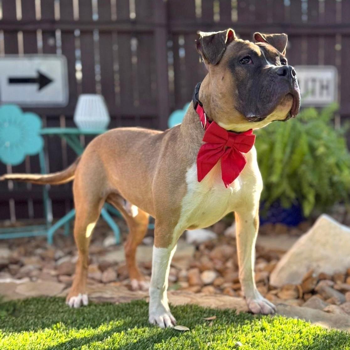 Enlarge Tank, a ADOPTABLE mixed breed in Von Ormy, TX image 5/5