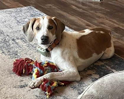Boone, Adoptable, Adult Male Foxhound & Mixed Breed.