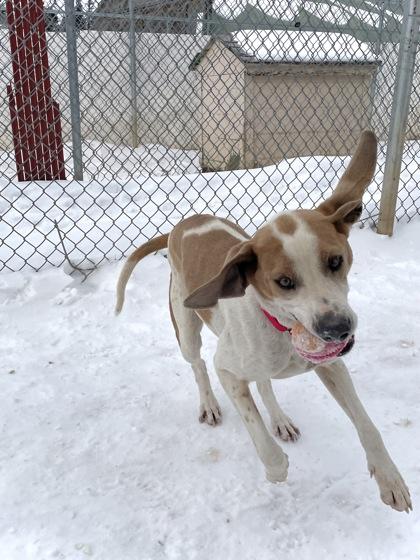 Boone, a Adoptable mixed breed in Divide, CO image 2/3