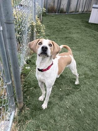 Boone, a Adoptable mixed breed in Divide, CO image 2/3