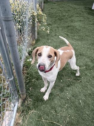 Boone, a Adoptable mixed breed in Divide, CO image 3/3