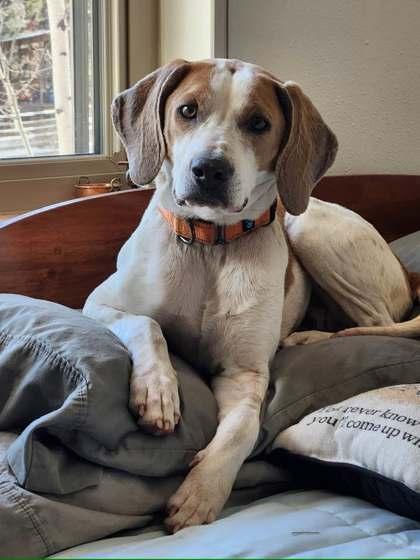 Boone, a Adoptable mixed breed in Divide, CO image 3/3