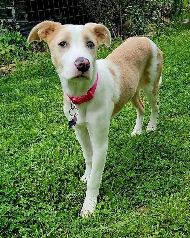 Helen, ADOPTABLE, Puppy Female Catahoula Leopard Dog.