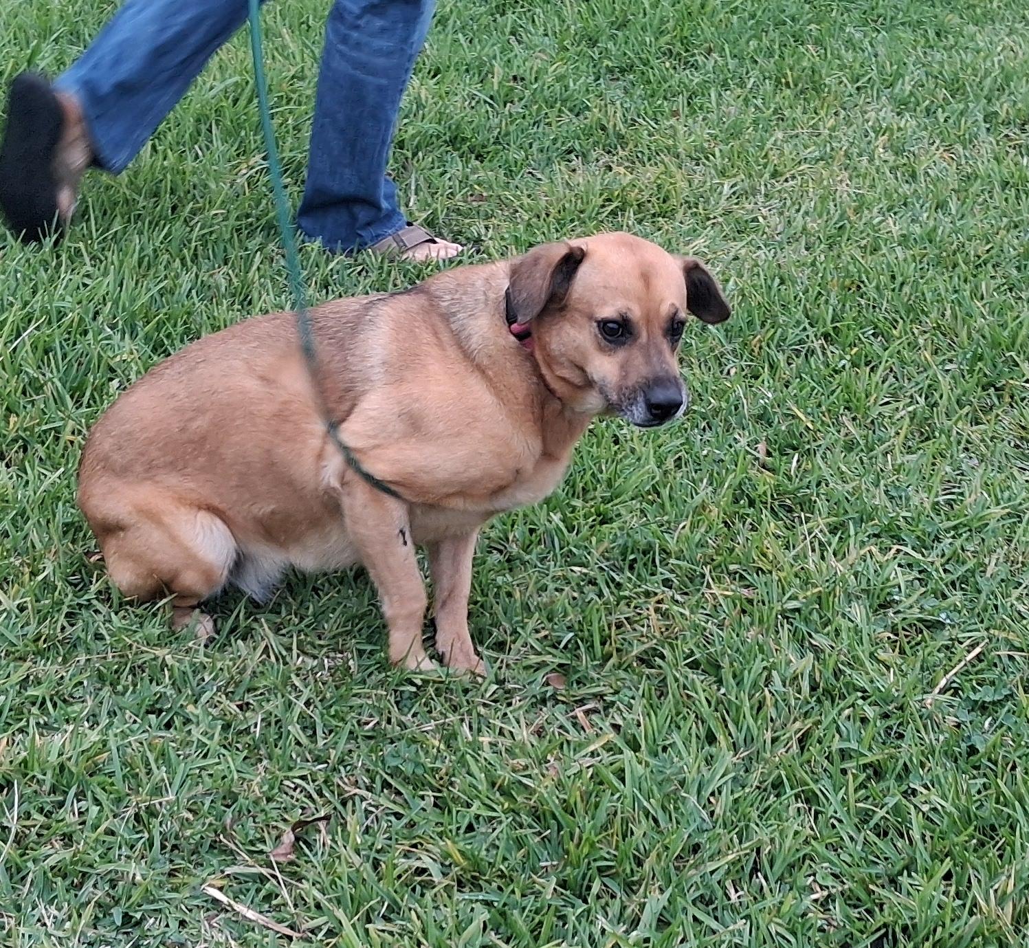 Enlarge Carroll, a Adoptable Mixed Breed in Colorado Springs, CO image 2/6