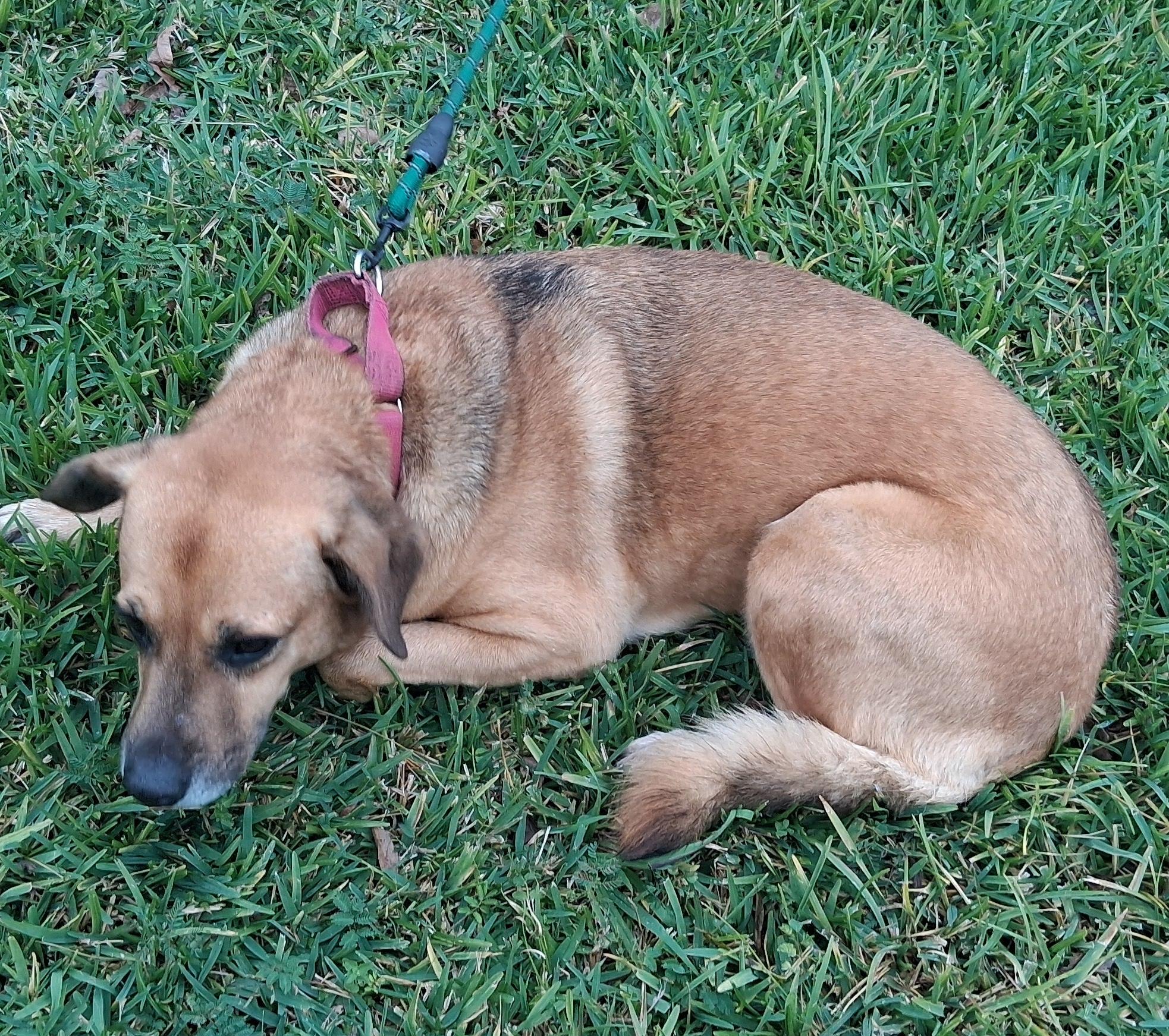 Enlarge Carroll, a Adoptable Mixed Breed in Colorado Springs, CO image 5/6