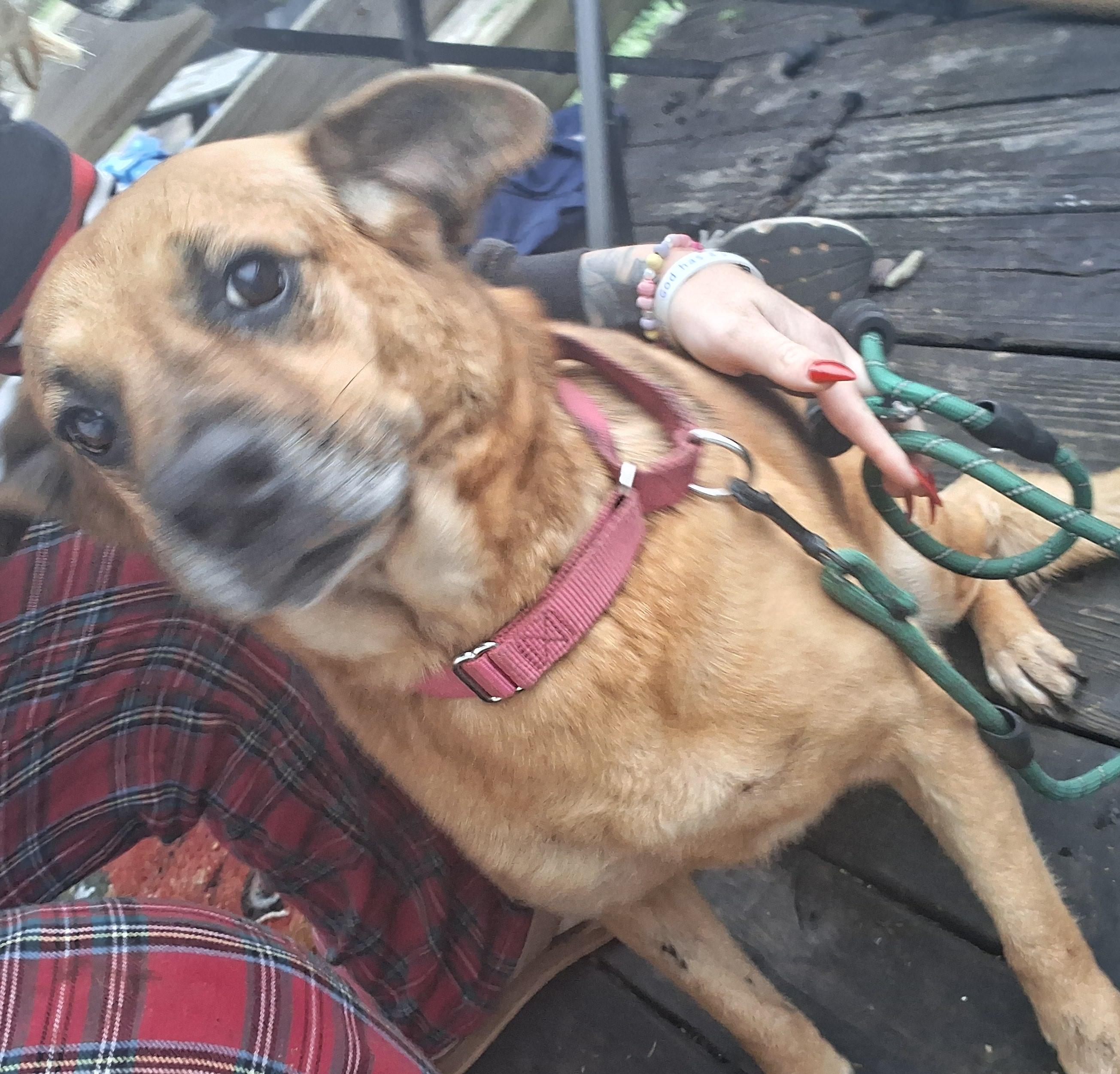 Enlarge Carroll, a Adoptable Mixed Breed in Colorado Springs, CO image 4/6