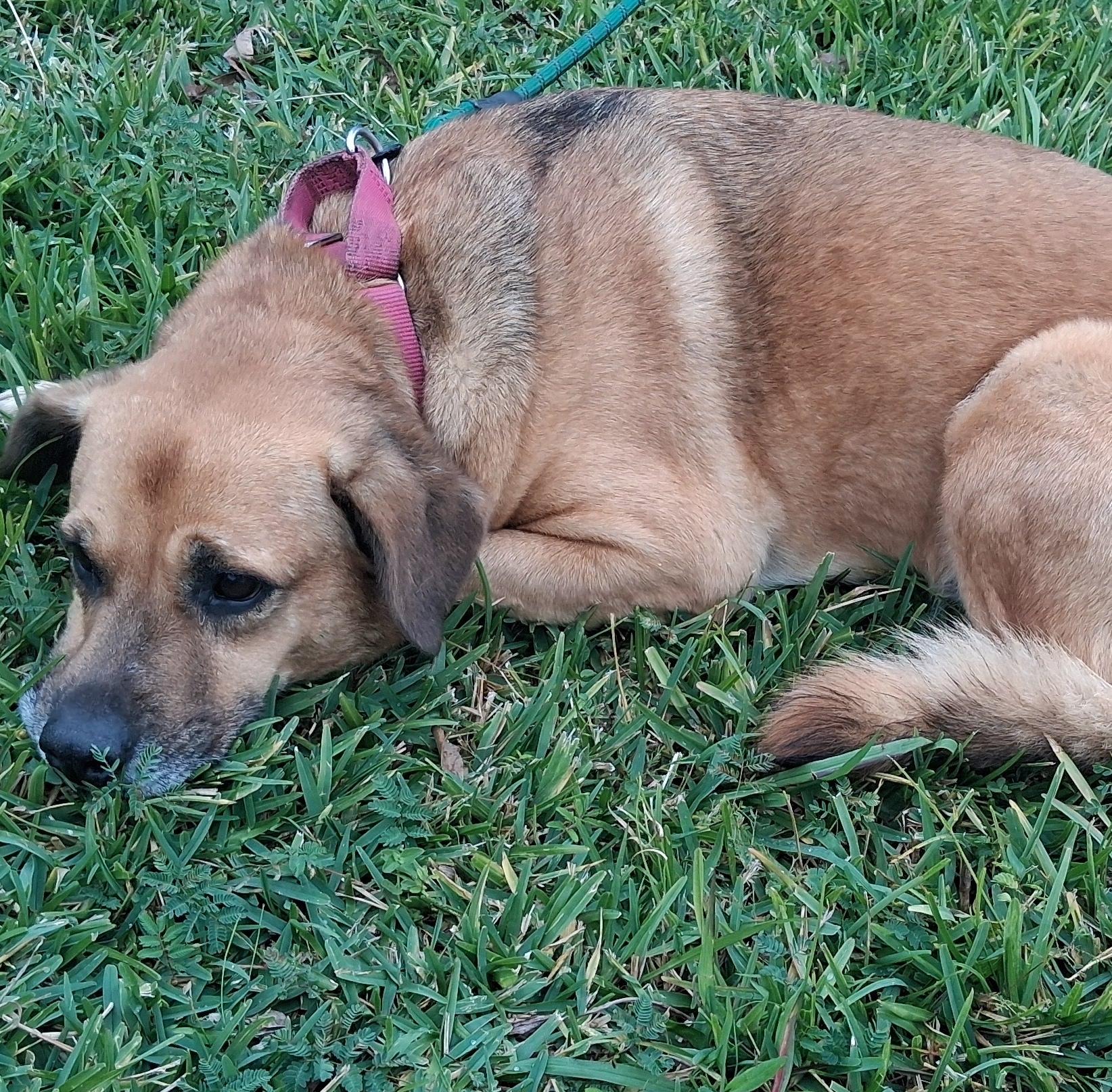 Enlarge Carroll, a Adoptable Mixed Breed in Colorado Springs, CO image 1/6