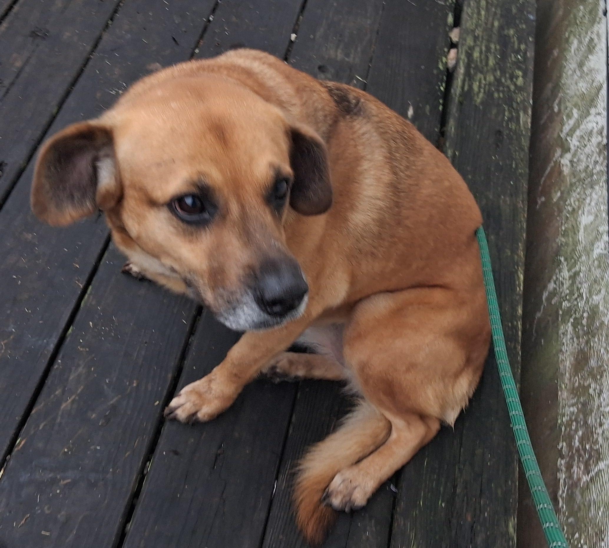 Enlarge Carroll, a Adoptable Mixed Breed in Colorado Springs, CO image 3/6