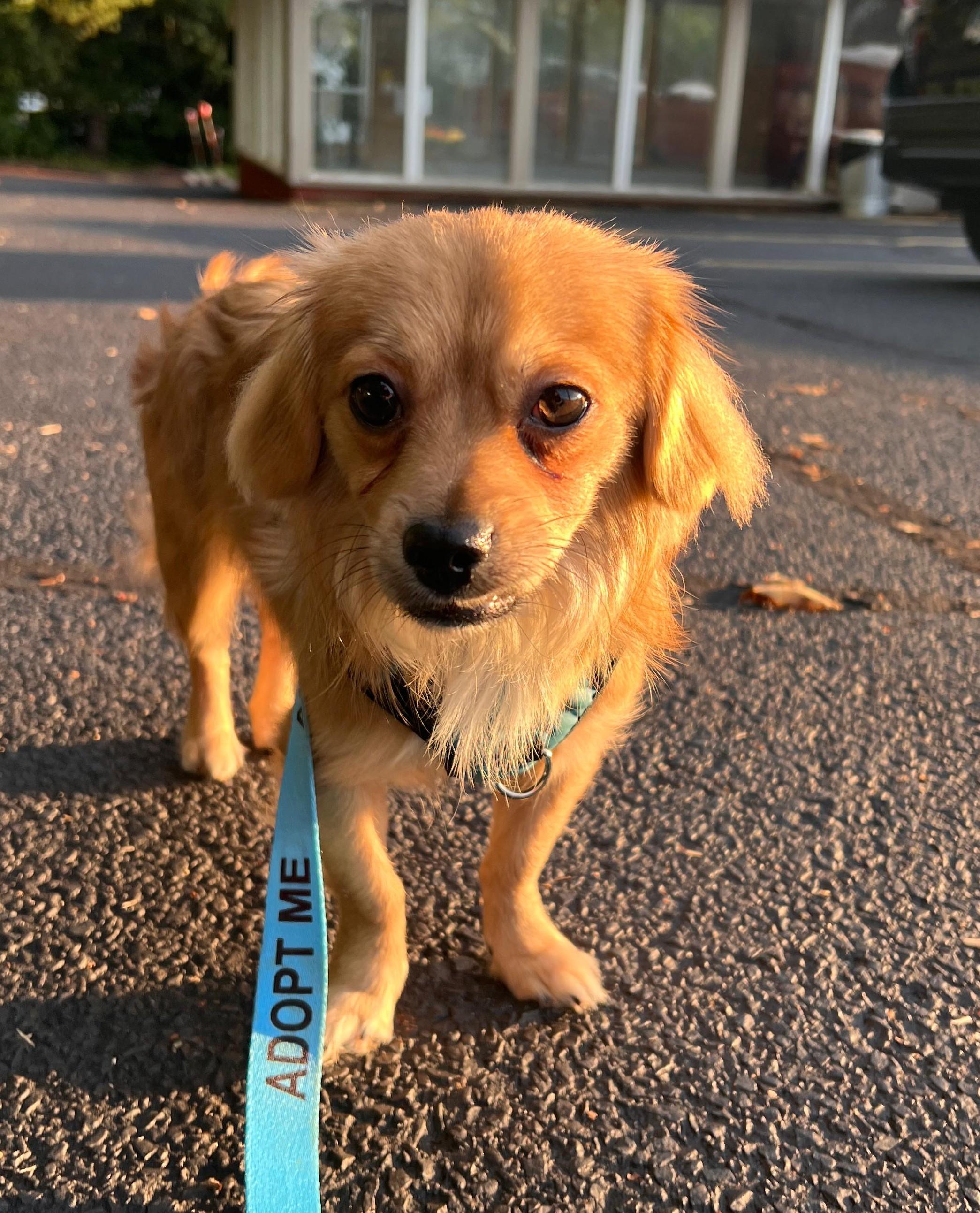 Enlarge Spike, a Adopted mixed breed in Norwalk, CT image 6/6