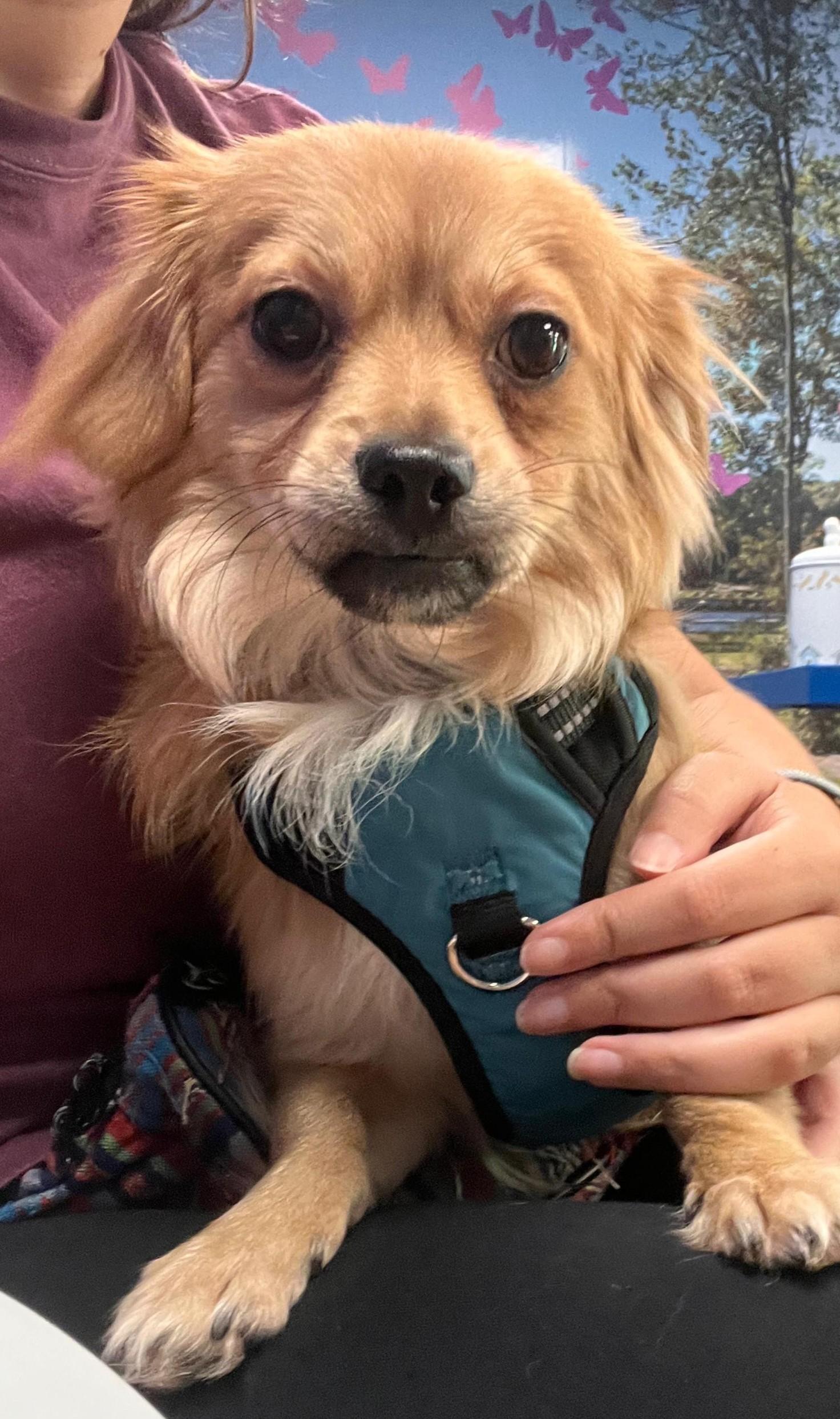 Enlarge Spike, a Adopted mixed breed in Norwalk, CT image 3/6