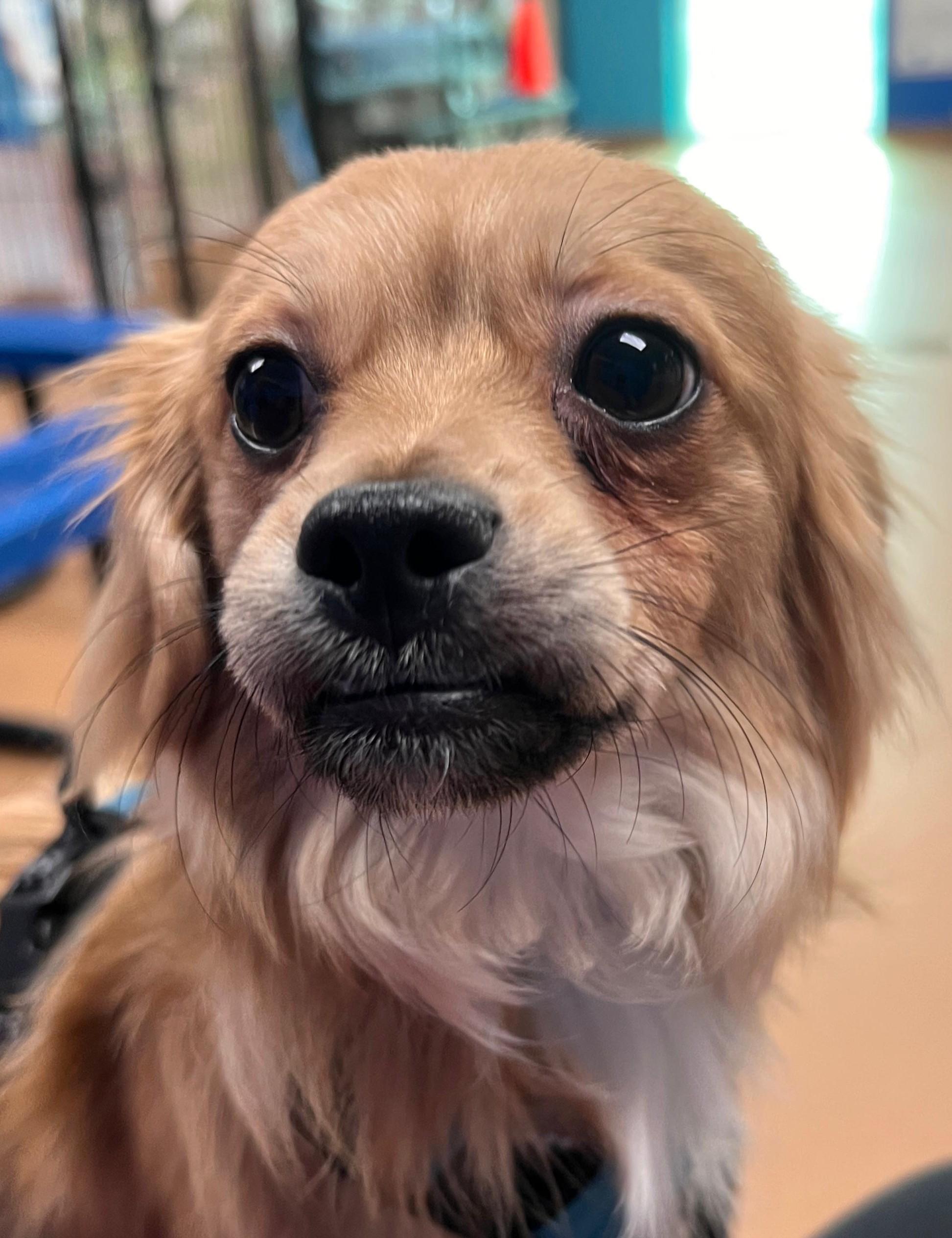 Enlarge Spike, a Adopted mixed breed in Norwalk, CT image 2/6