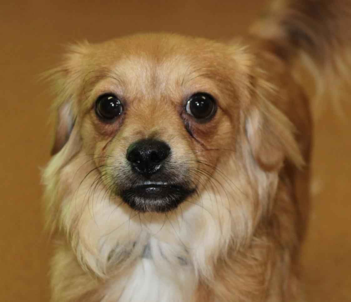 Spike, Adopted, Puppy Male Chihuahua & Shih Tzu.