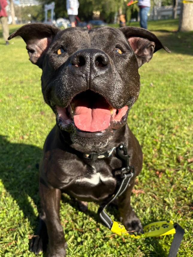 Enlarge Sparky, a Adoptable Pit Bull Terrier in Los Angeles, CA image 1/5