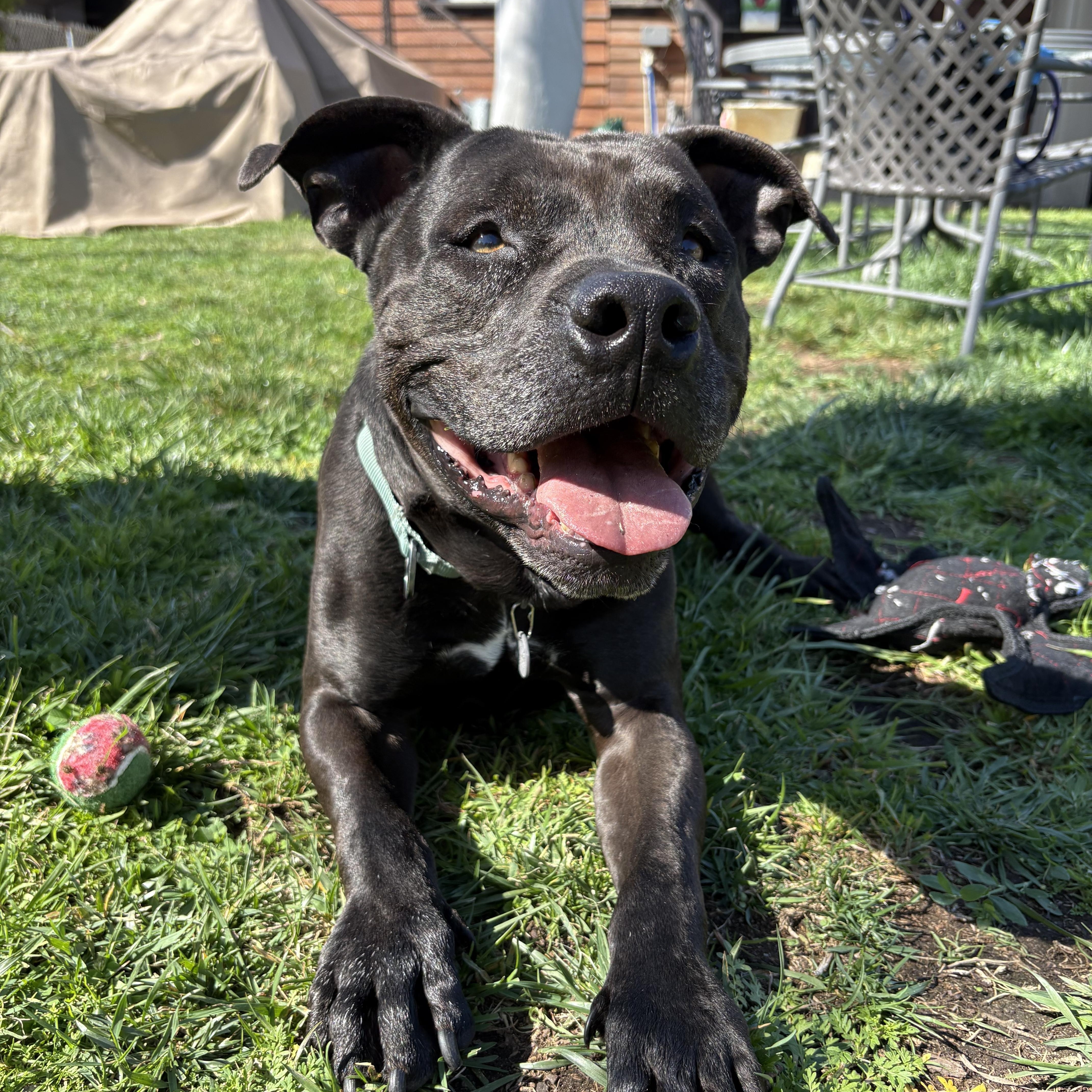Enlarge Sparky, a Adoptable Pit Bull Terrier in Los Angeles, CA image 4/5