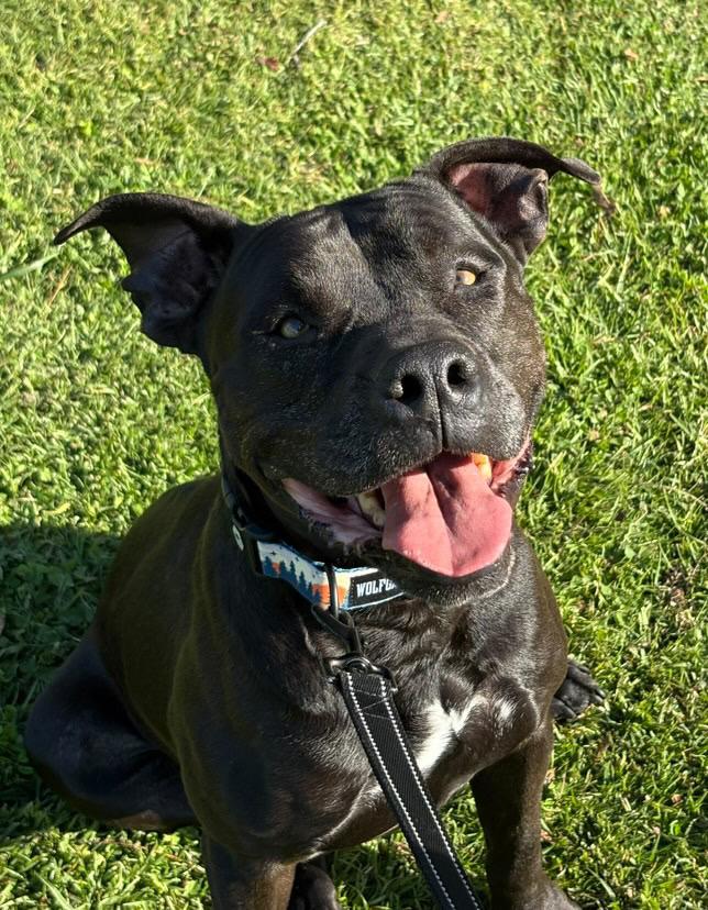 Enlarge Sparky, a Adoptable Pit Bull Terrier in Los Angeles, CA image 2/5