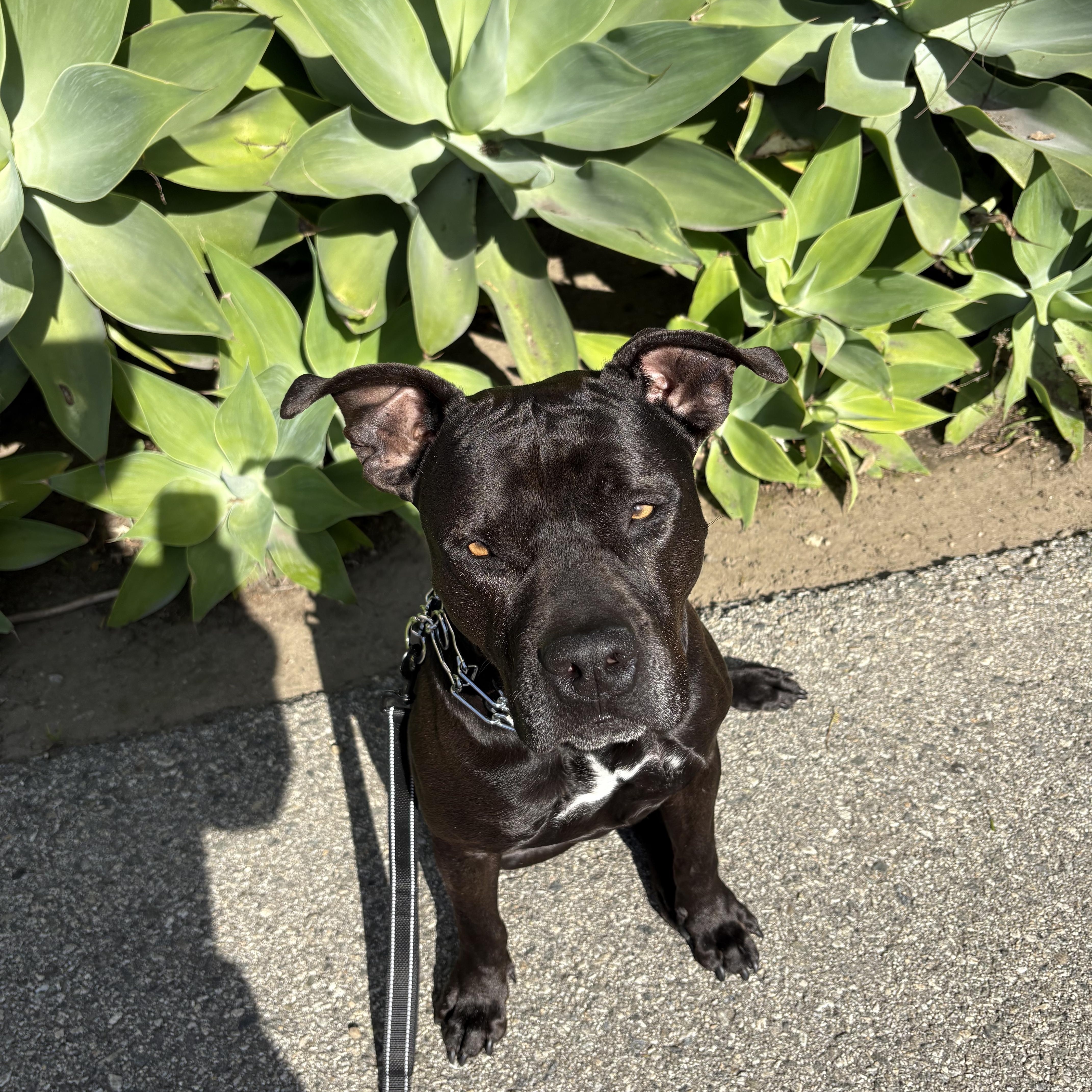 Enlarge Sparky, a Adoptable Pit Bull Terrier in Los Angeles, CA image 5/5