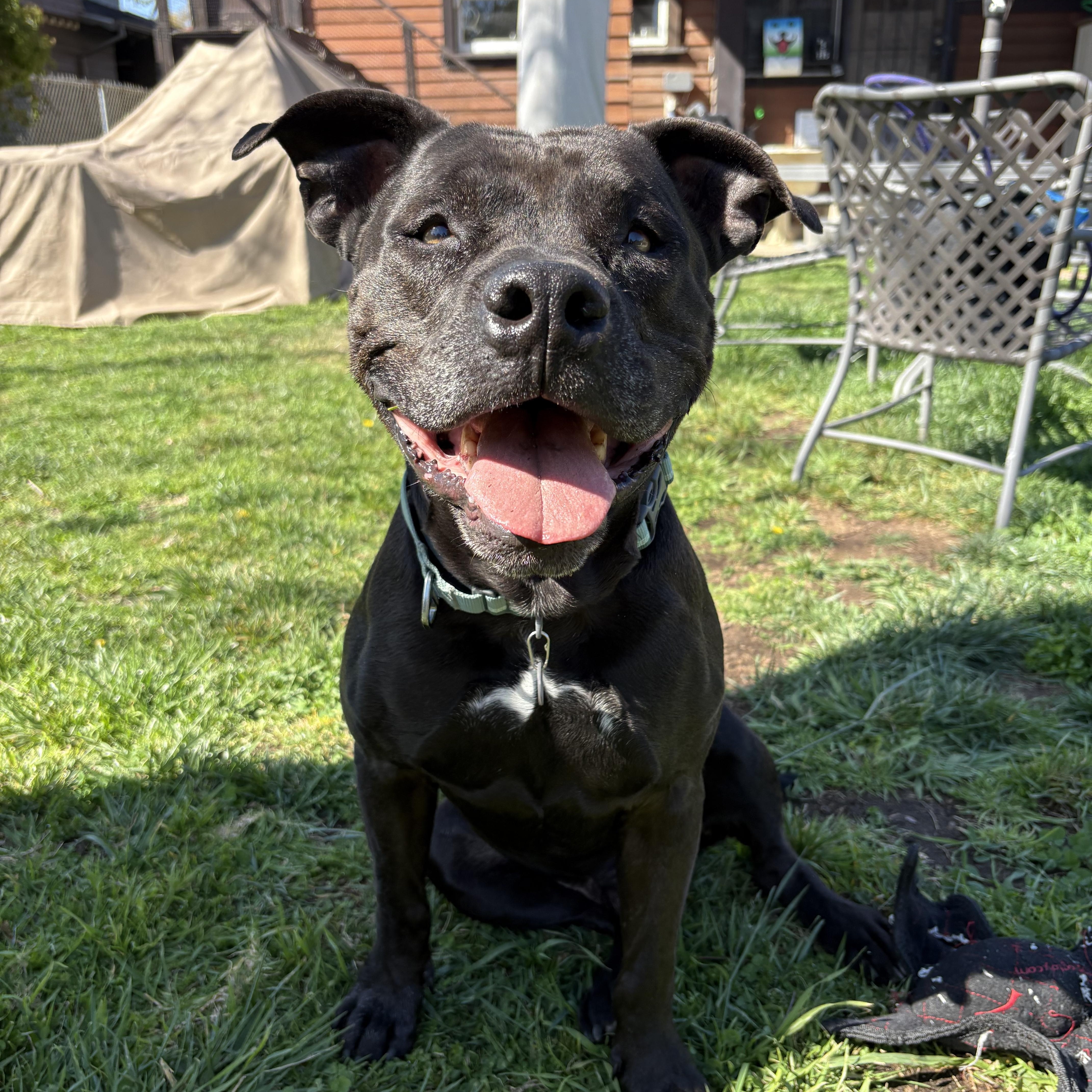 Enlarge Sparky, a Adoptable Pit Bull Terrier in Los Angeles, CA image 3/5