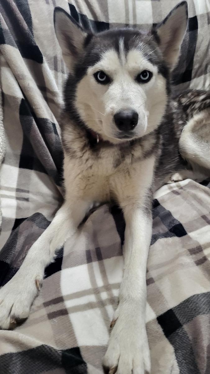 Nikki, a Adoptable Husky in Byron, IL image 1/6