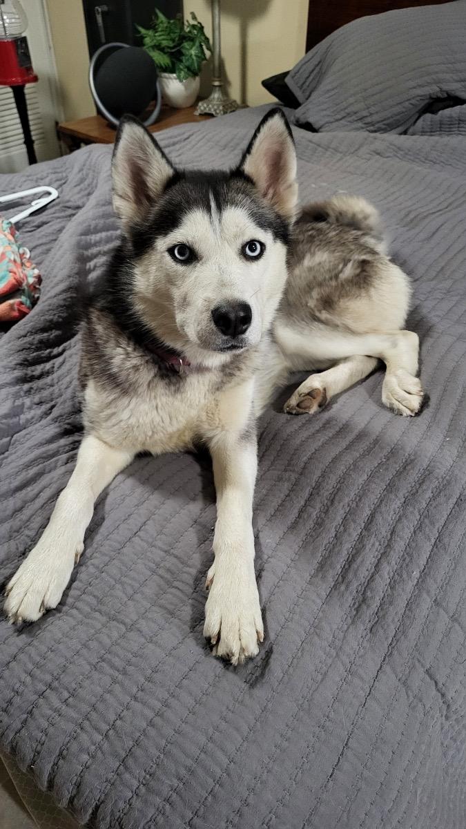 Nikki, a Adoptable Husky in Byron, IL image 2/6