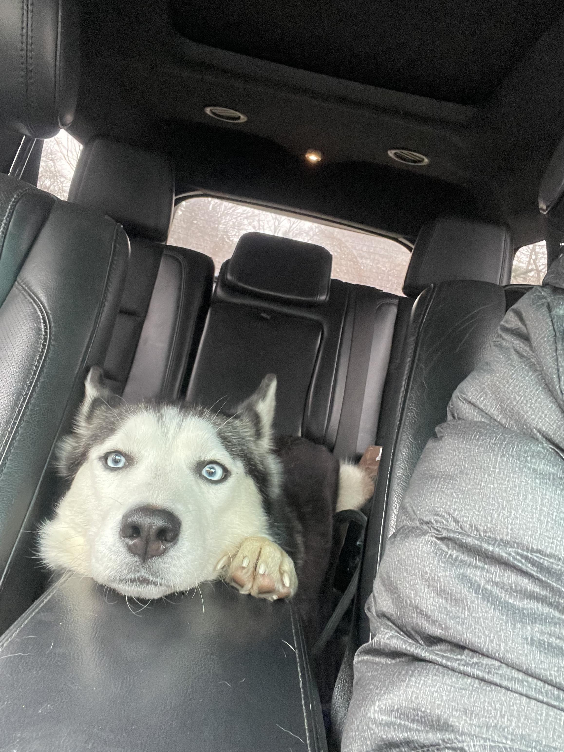 Nikki, a Adoptable Husky in Byron, IL image 3/6