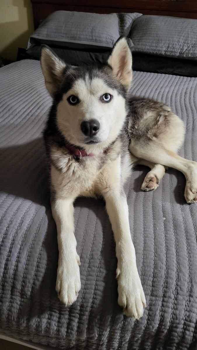 Nikki, a Adoptable Husky in Byron, IL image 4/6