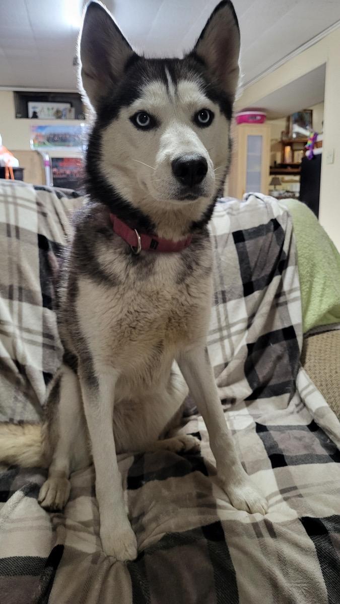 Nikki, a Adoptable Husky in Byron, IL image 5/6