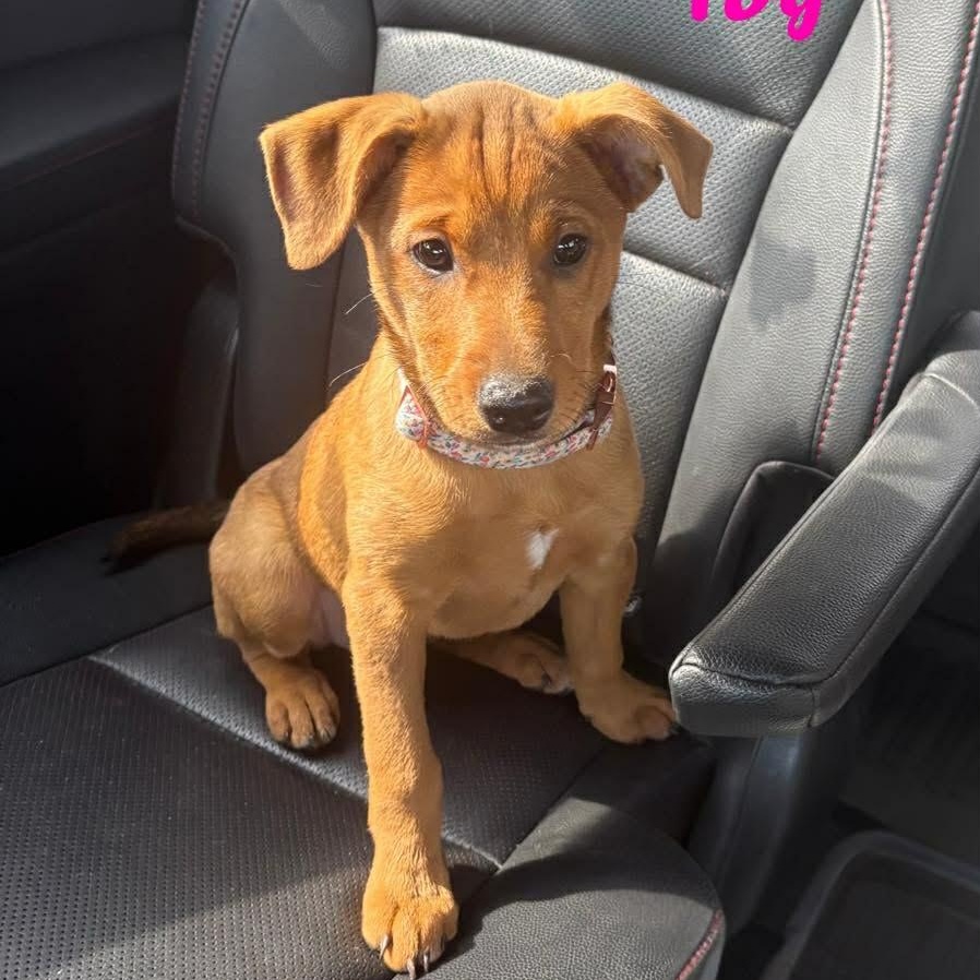 Enlarge IVY, a Adoptable mixed breed in Madisonville, LA image 1/6