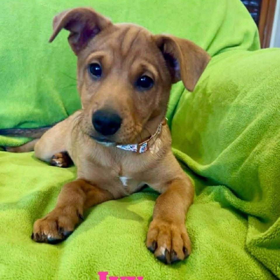 Enlarge IVY, a Adoptable mixed breed in Madisonville, LA image 3/6