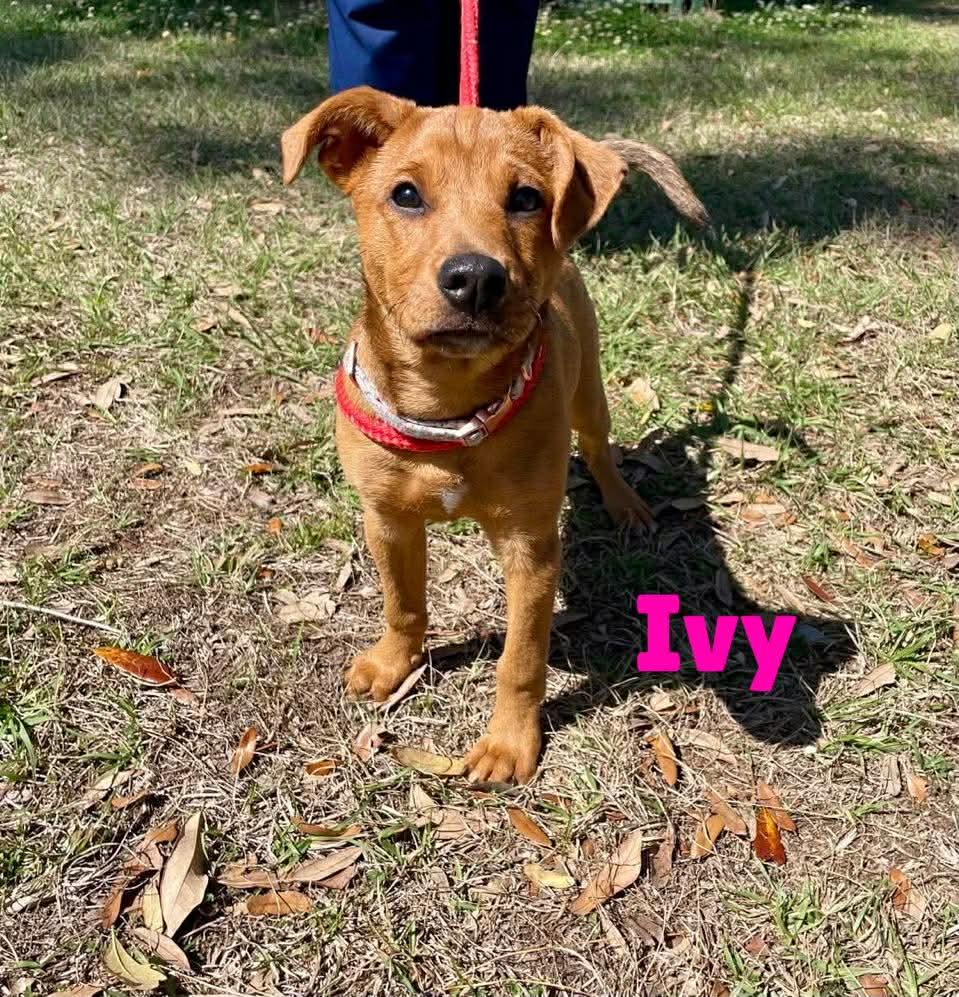 Enlarge IVY, a Adoptable mixed breed in Madisonville, LA image 5/6