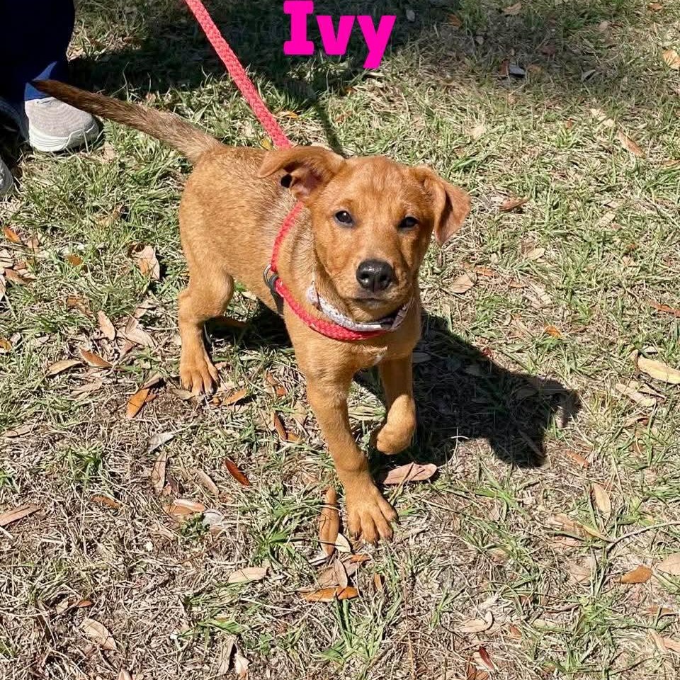 Enlarge IVY, a Adoptable mixed breed in Madisonville, LA image 6/6