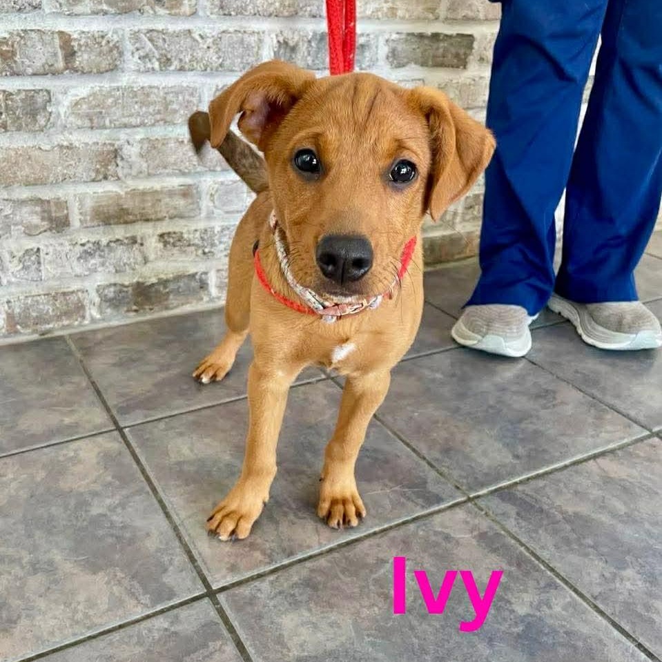 Enlarge IVY, a Adoptable mixed breed in Madisonville, LA image 4/6