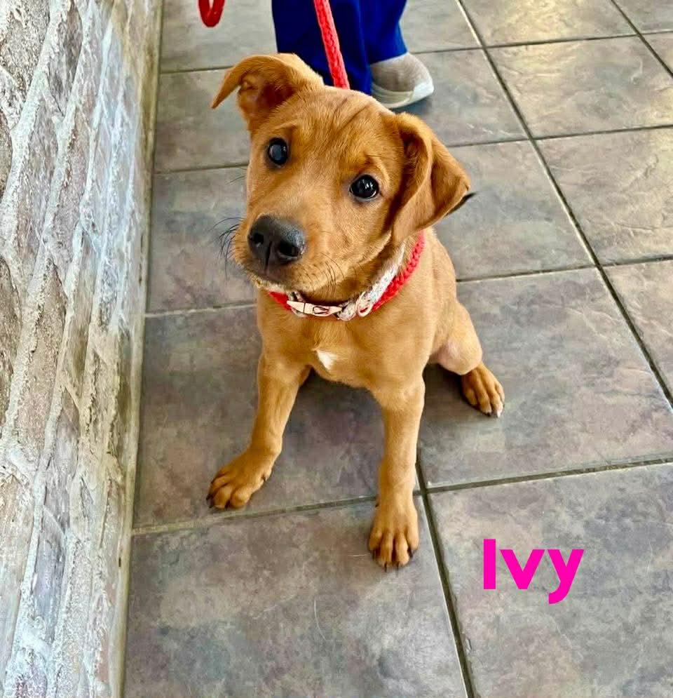 Enlarge IVY, a Adoptable mixed breed in Madisonville, LA image 2/6